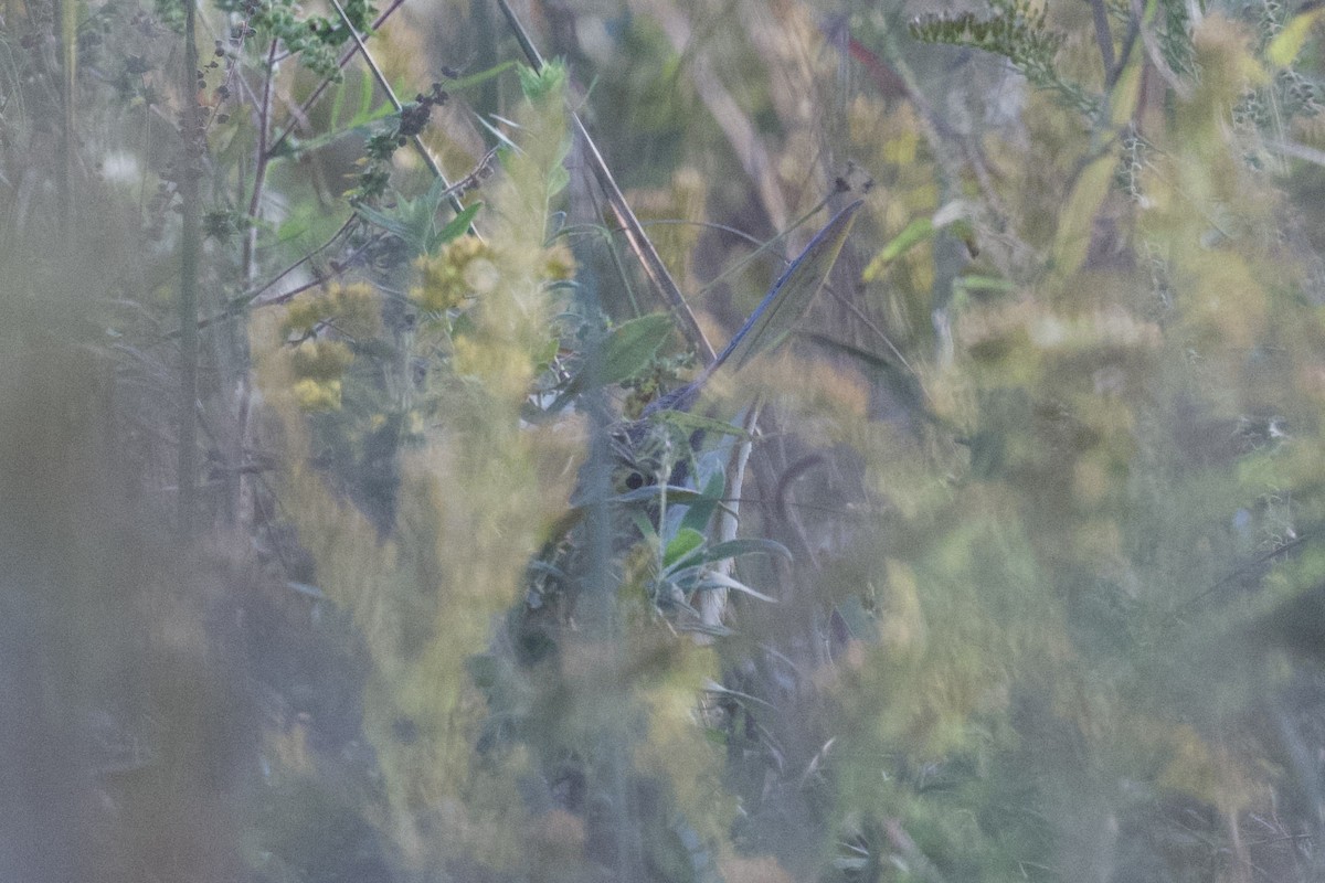 American Bittern - ML643143574
