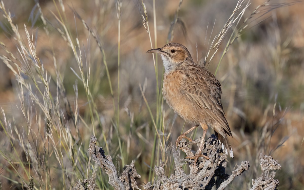 Spike-heeled Lark - ML643143597