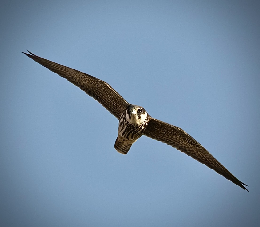 Eurasian Hobby - ML643143605