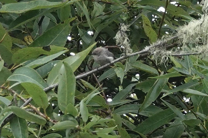 Bushtit (Pacific) - ML643143613