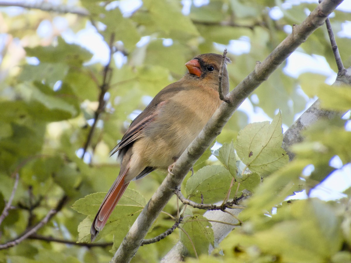 Northern Cardinal - ML643143623