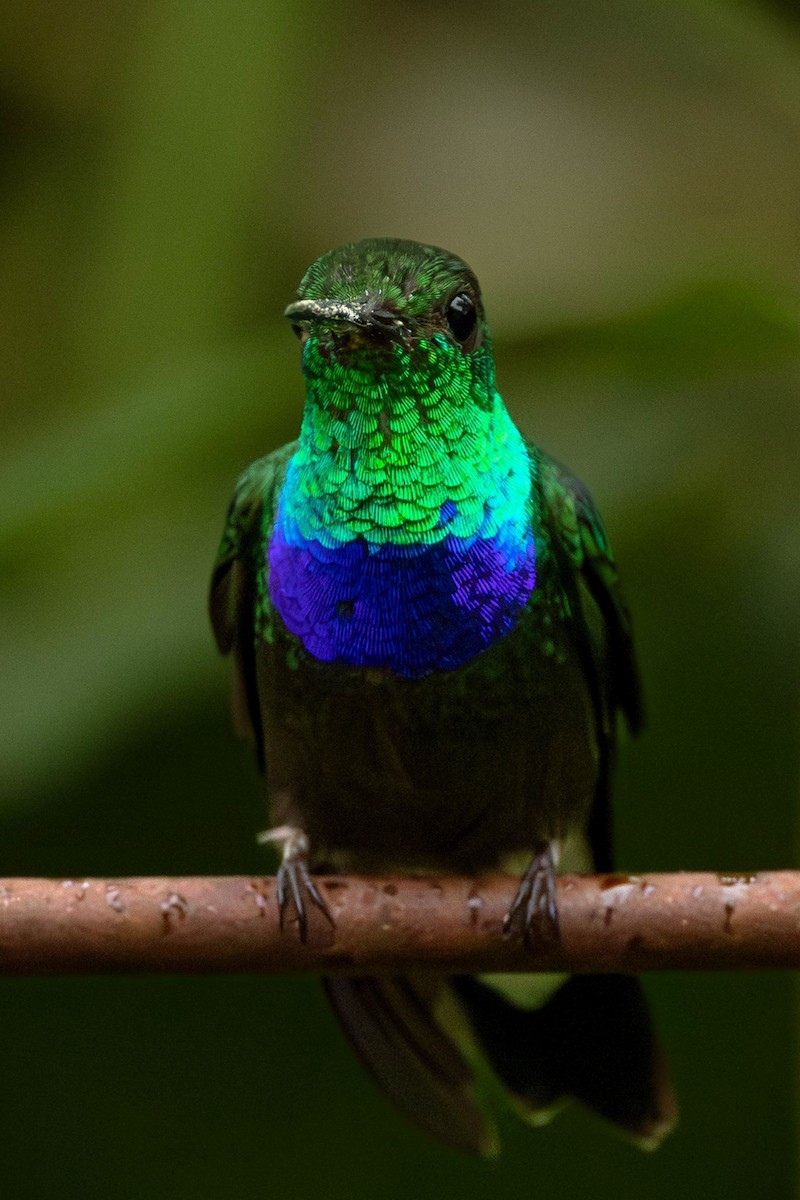 Purple-chested Hummingbird - ML643143624