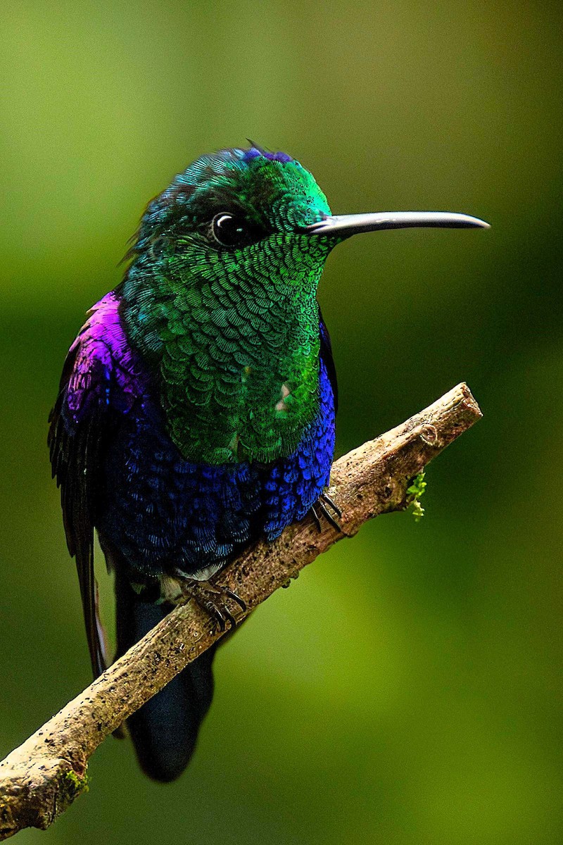 Crowned Woodnymph (Green-crowned) - ML643143625