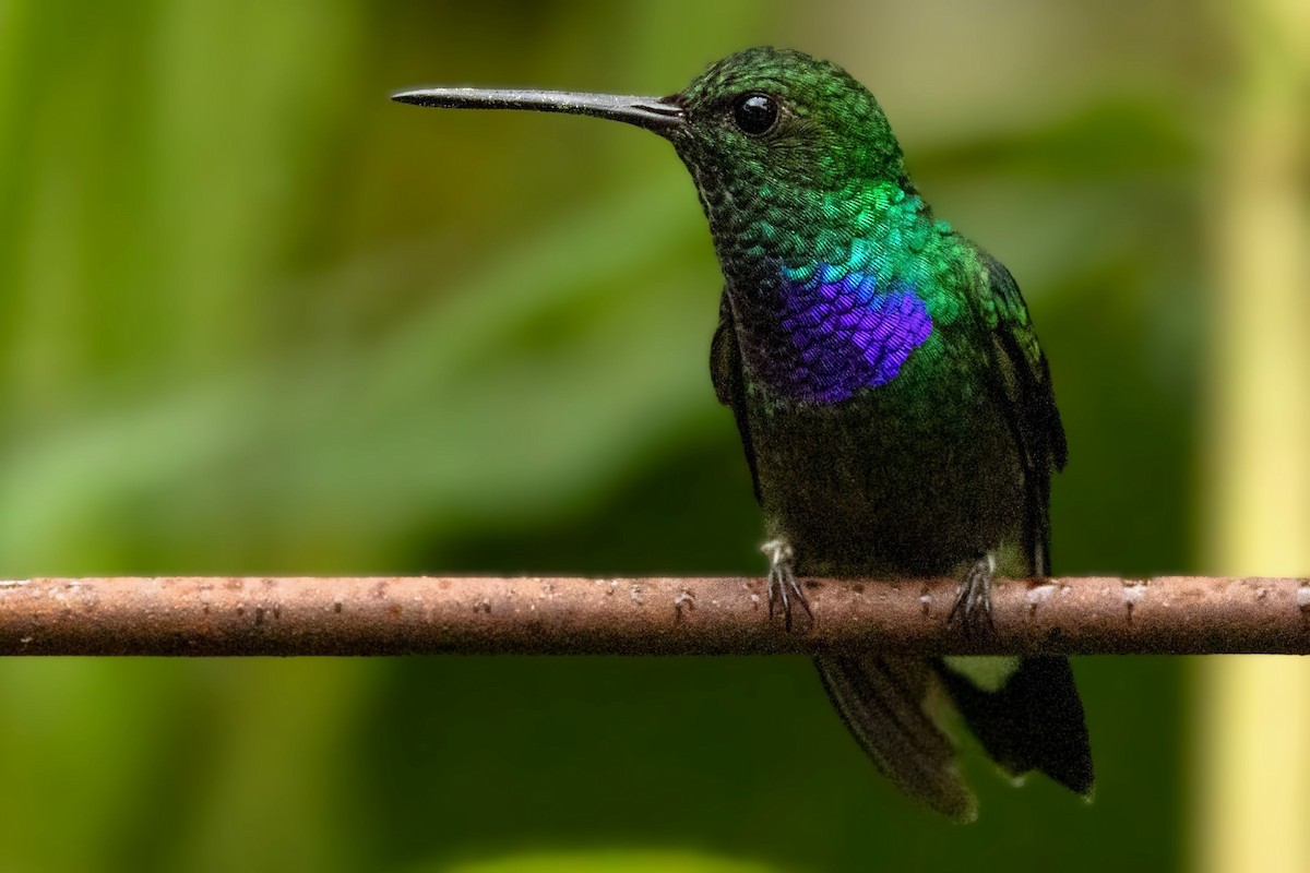 Purple-chested Hummingbird - ML643143626