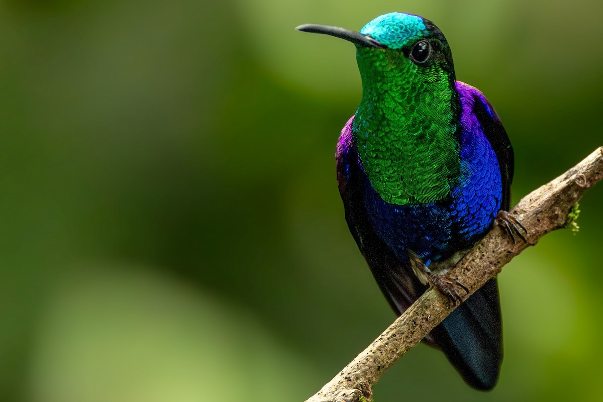Crowned Woodnymph (Green-crowned) - ML643143627