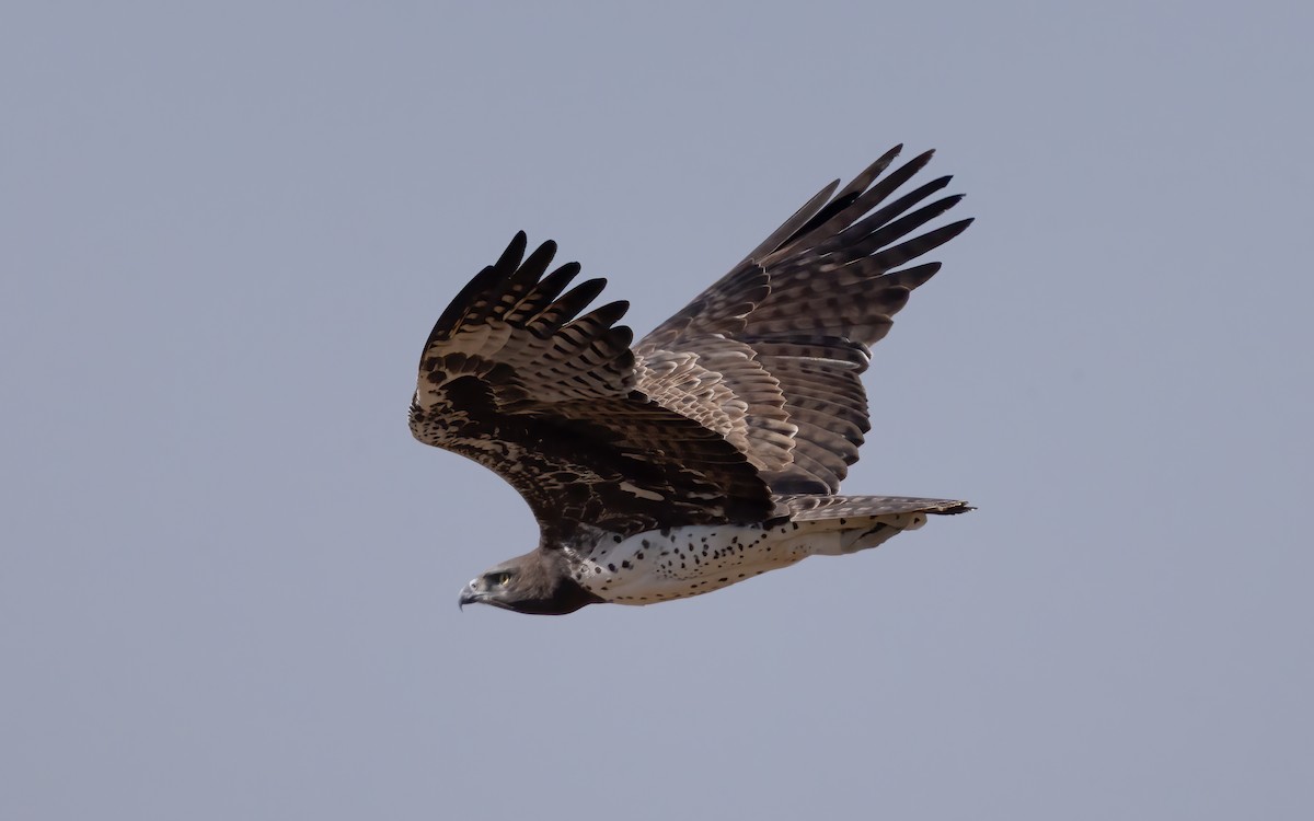 Martial Eagle - ML643143634