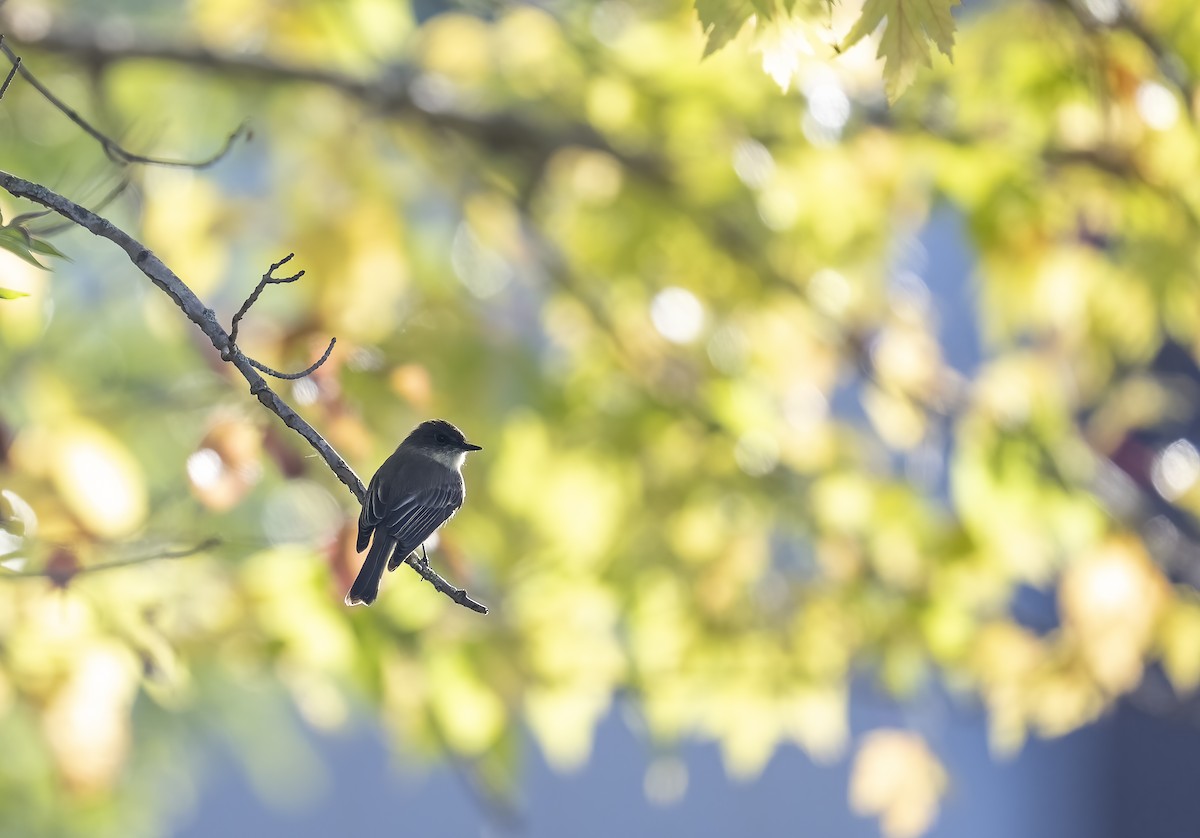 Eastern Phoebe - ML643143635