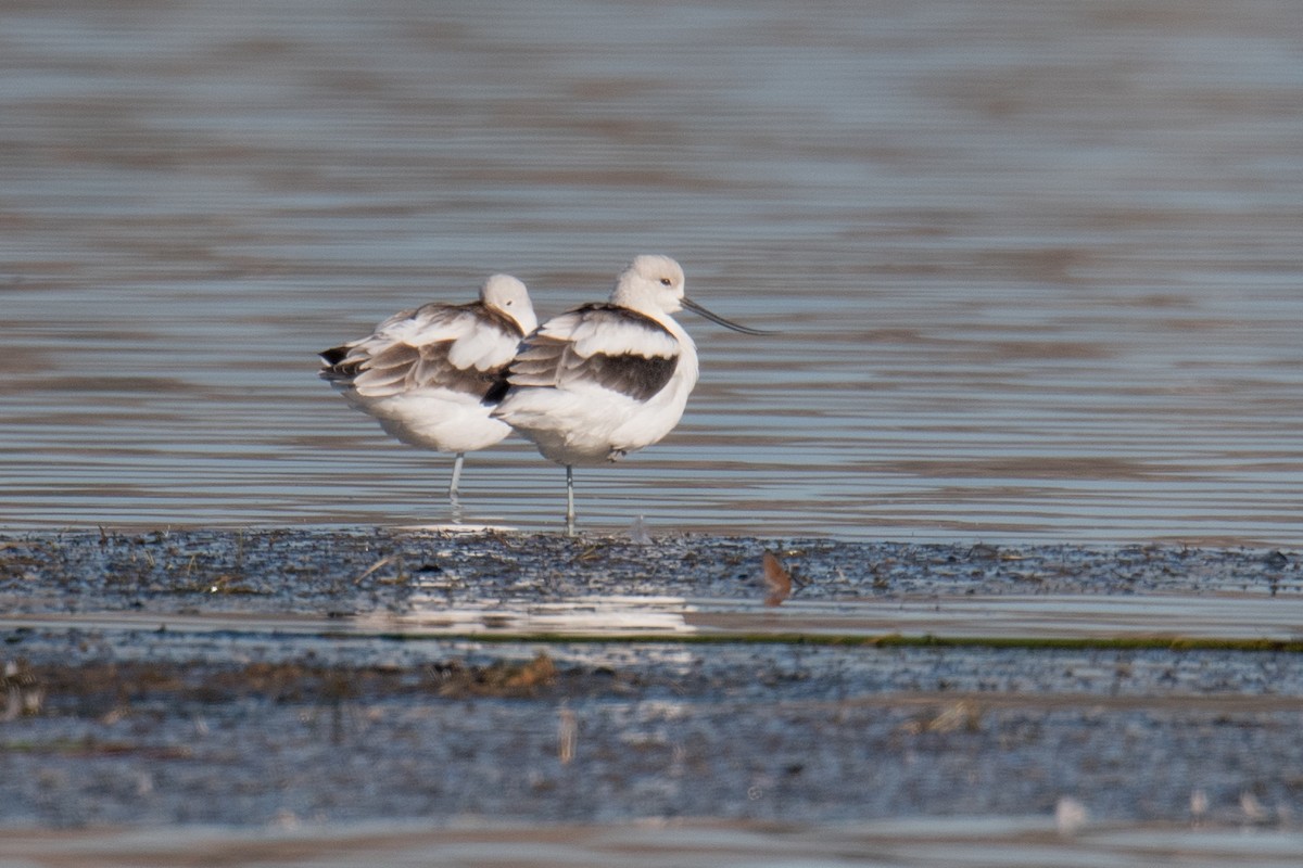 Avocette d'Amérique - ML643143665