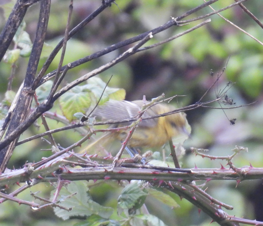 hagetrupial - ML643143669