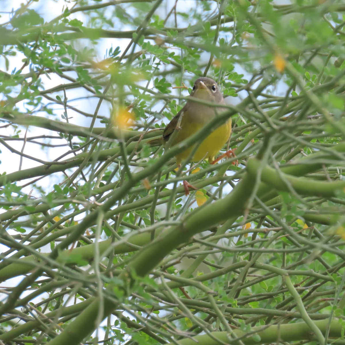 MacGillivray's Warbler - ML643143674