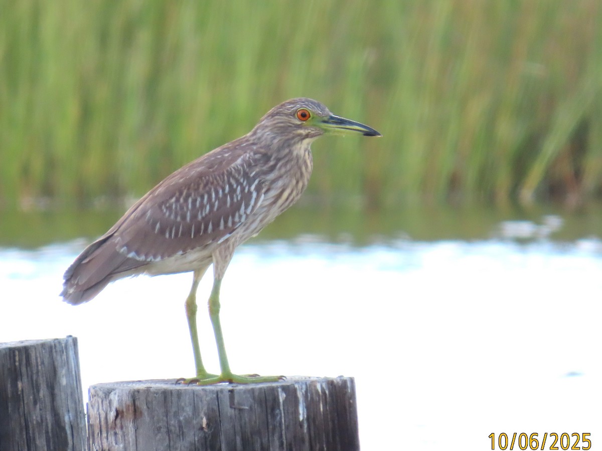 Black-crowned Night Heron - ML643143699