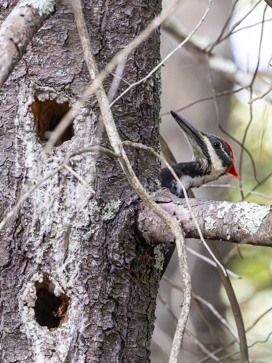 Pileated Woodpecker - ML643143703