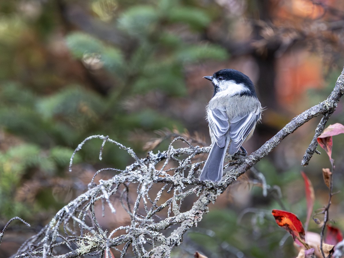 Black-capped Chickadee - ML643143704