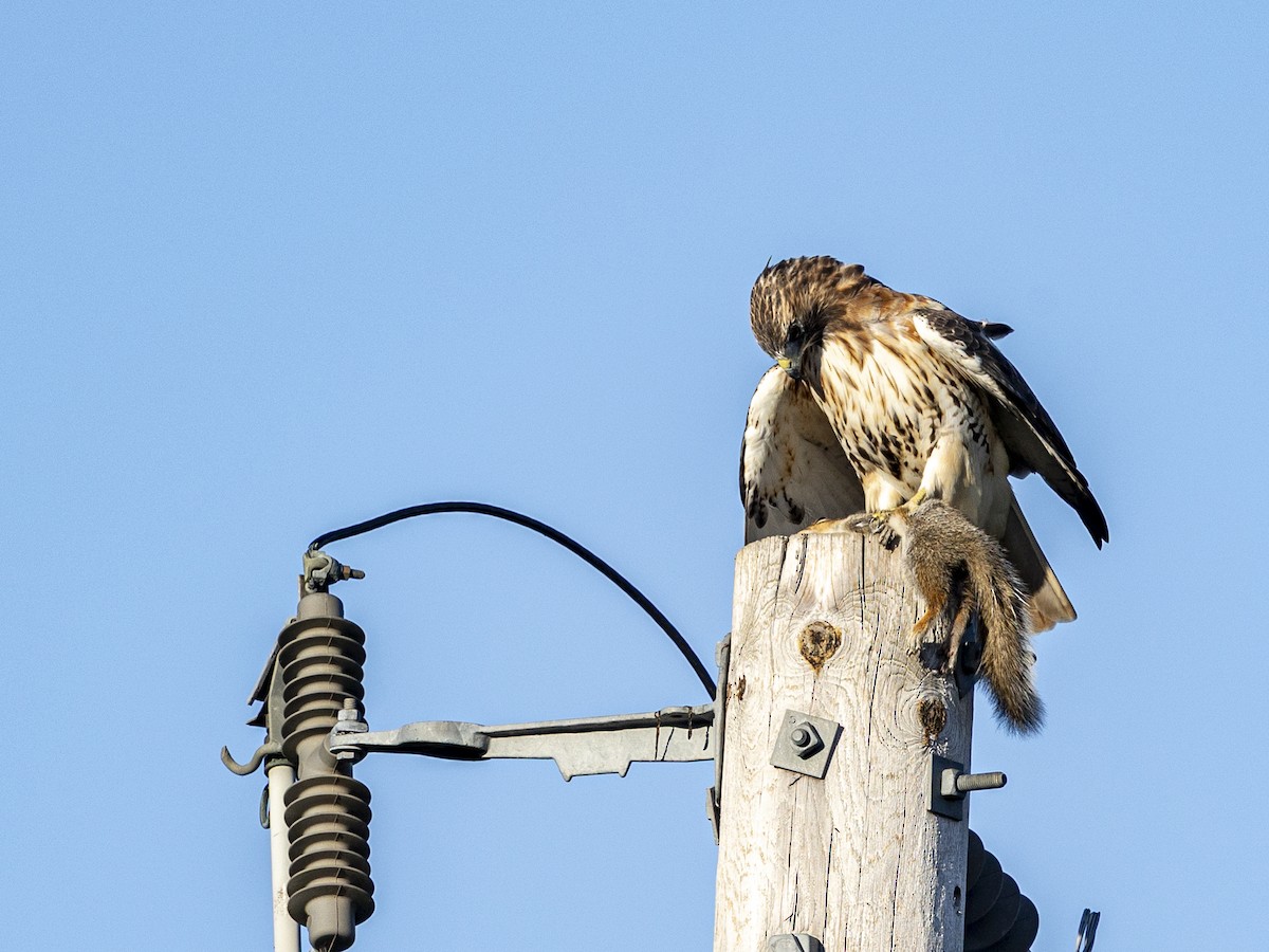 Red-tailed Hawk - ML643143720