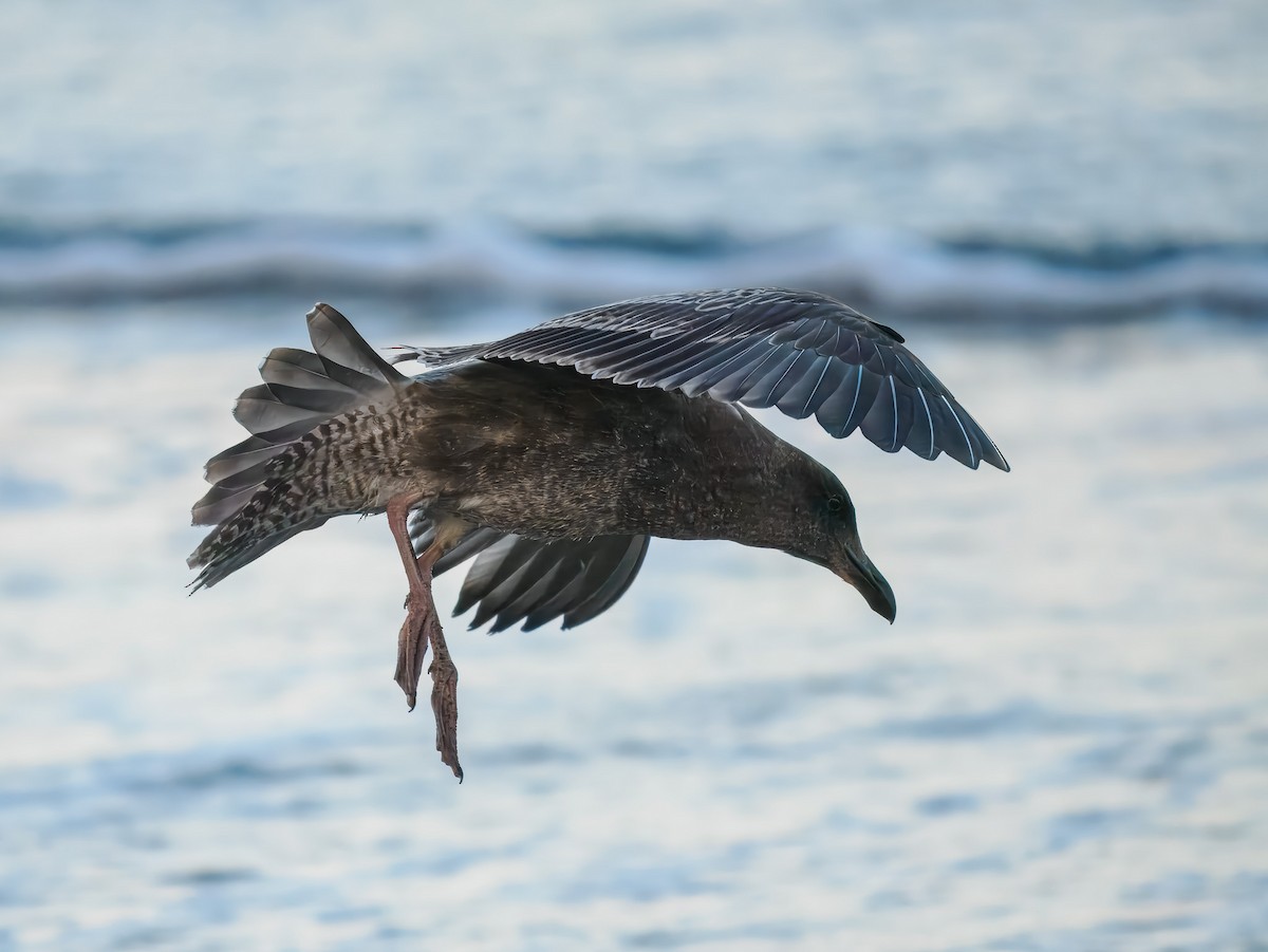 Glaucous-winged Gull - ML643143736