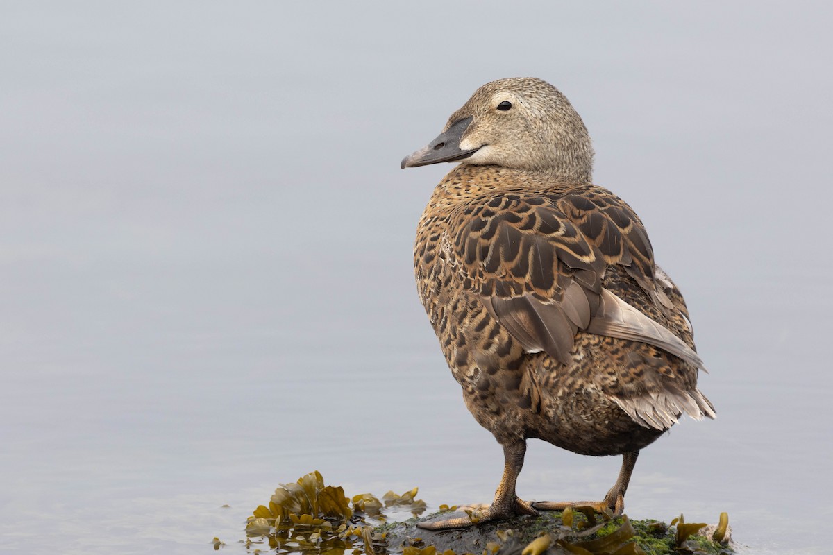 King Eider - ML643143740
