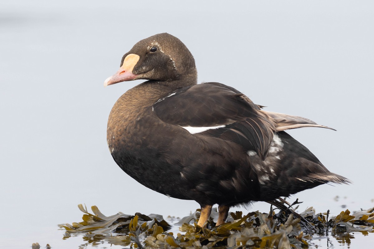 King Eider - ML643143741