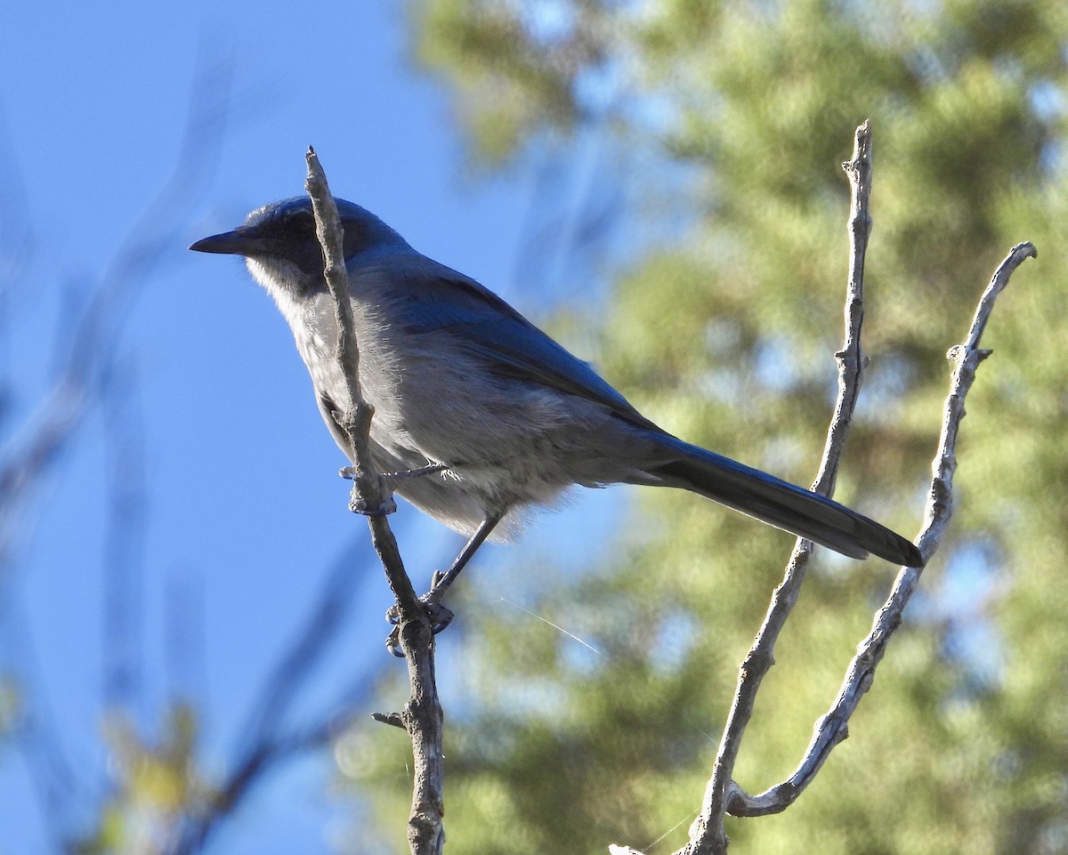 ウッドハウスカケス - ML643143751