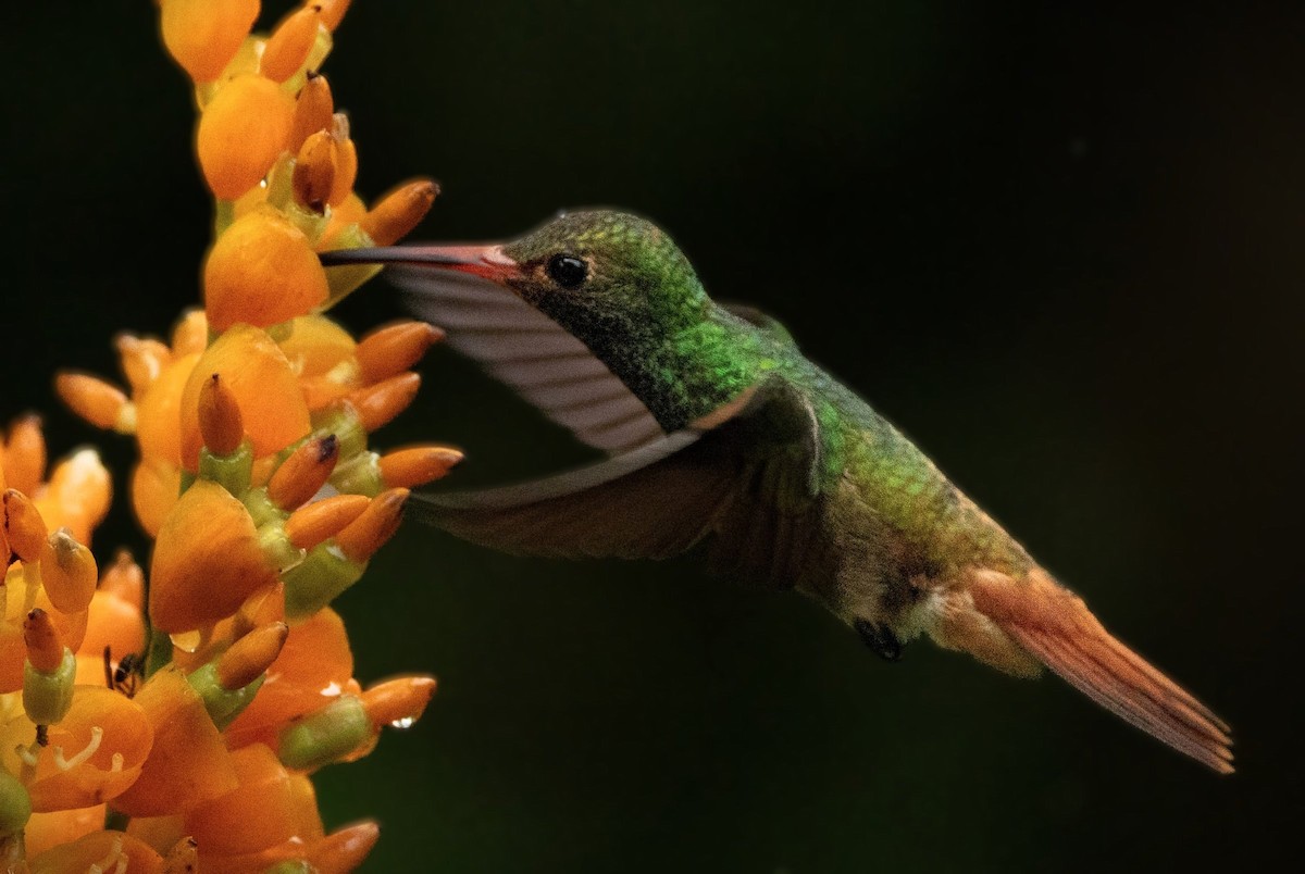 Rufous-tailed Hummingbird - ML643143755