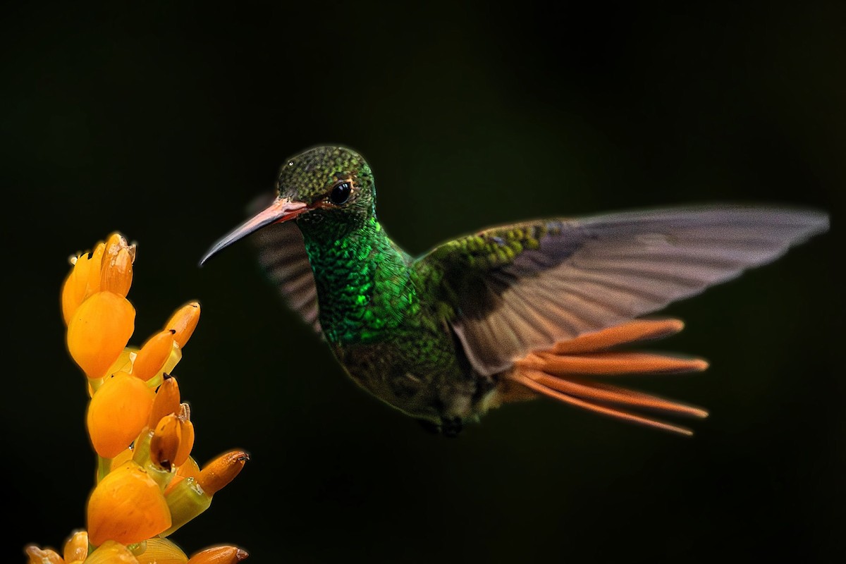 Rufous-tailed Hummingbird - ML643143756