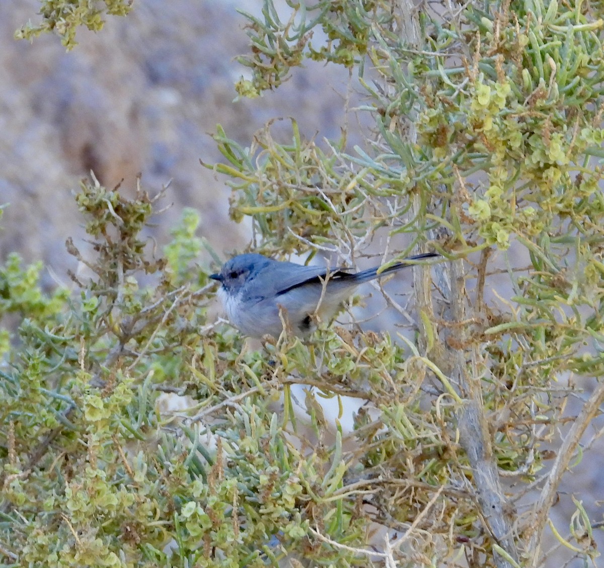Bushtit - ML643143758