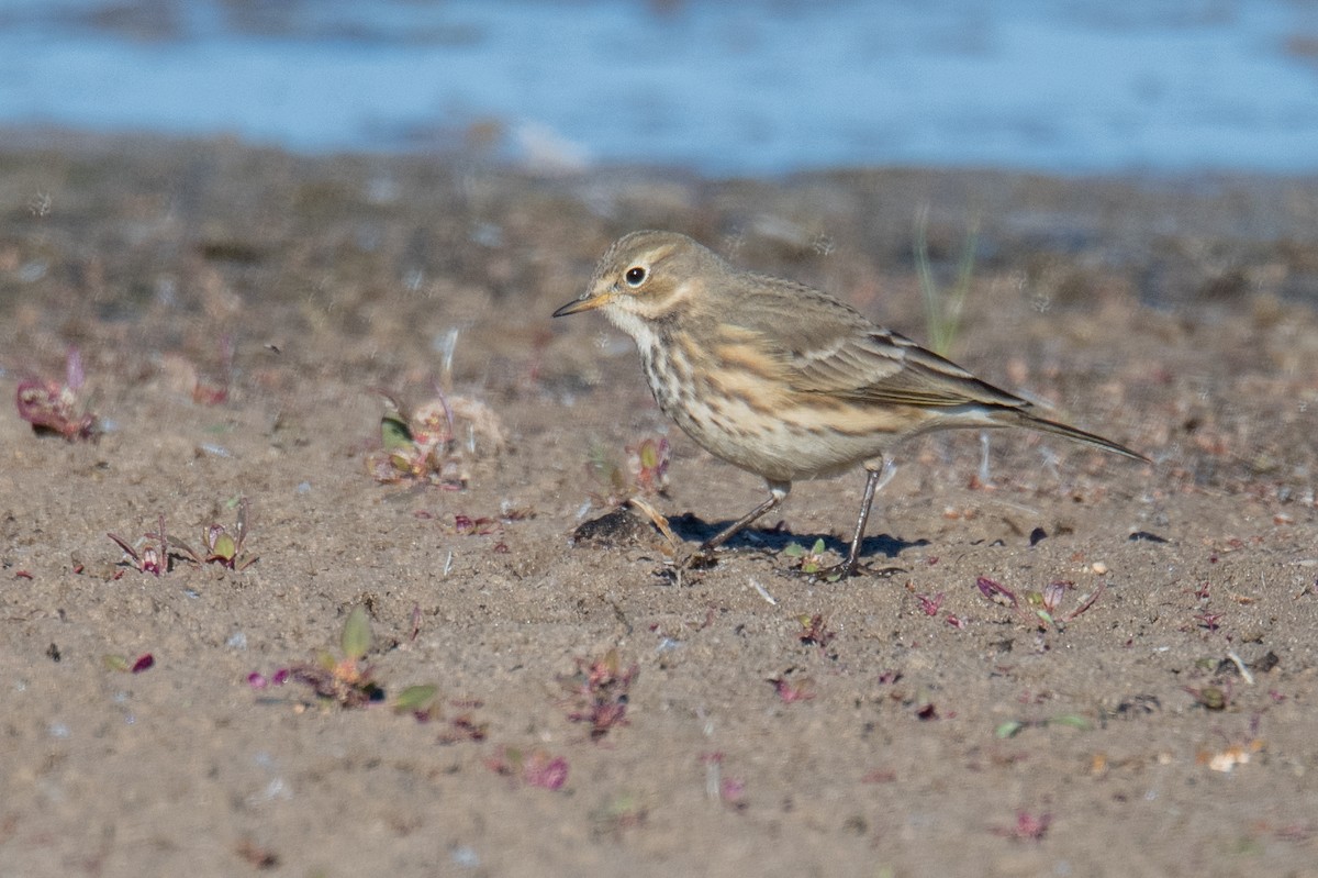 Pipit d'Amérique - ML643143793
