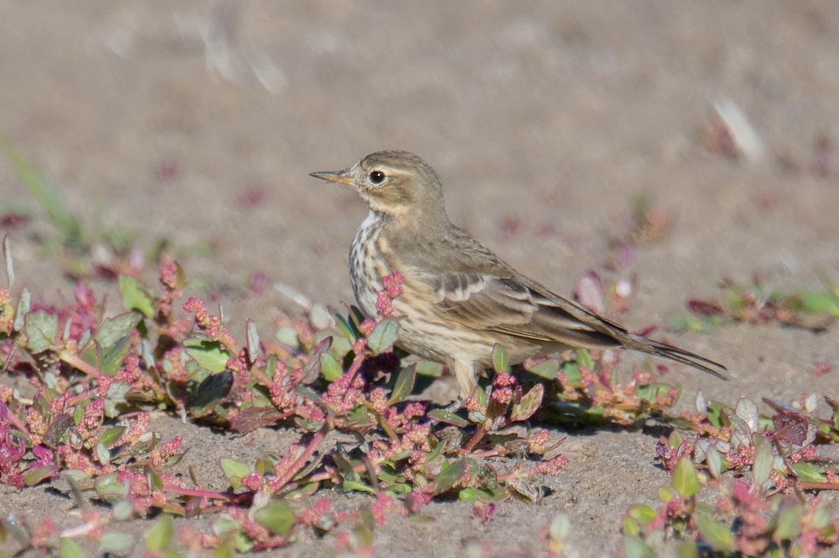Pipit d'Amérique - ML643143794