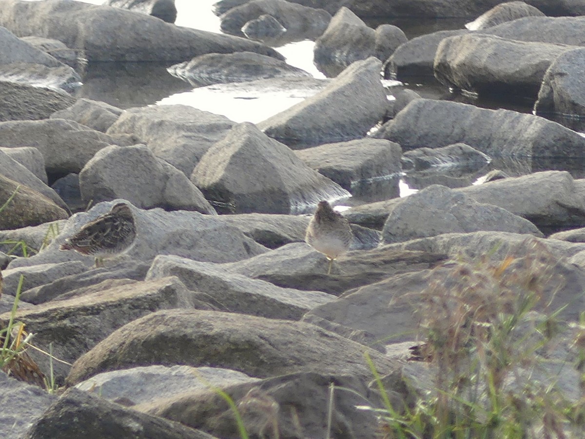 Common Snipe - ML643143795