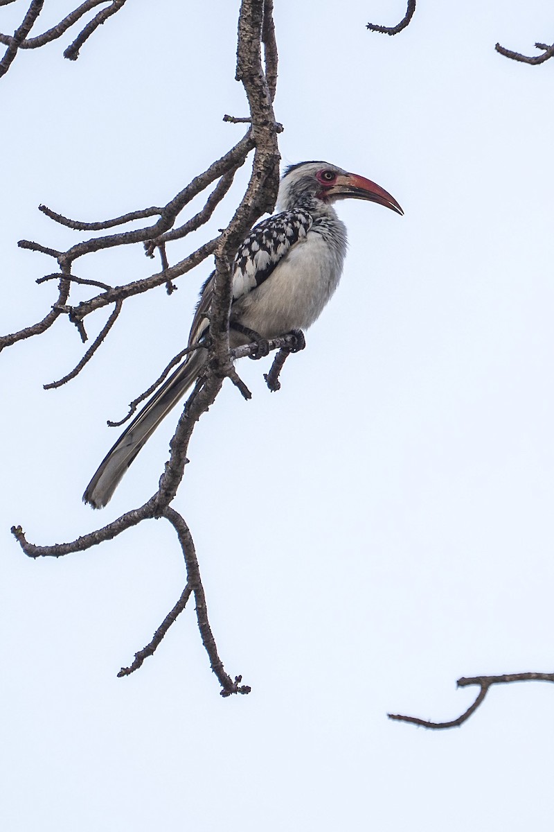 Southern Red-billed Hornbill - ML643143797