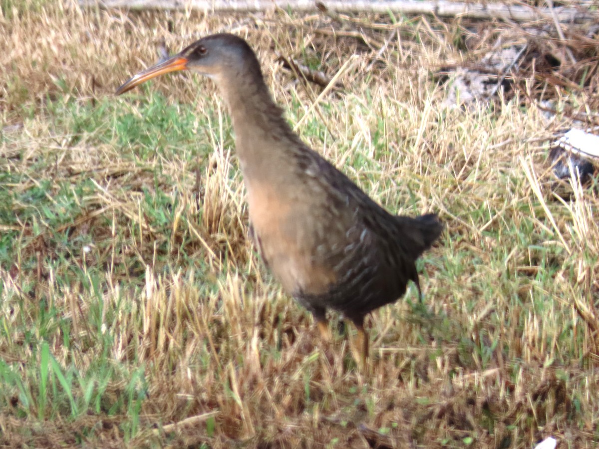 Clapper Rail - ML643143802