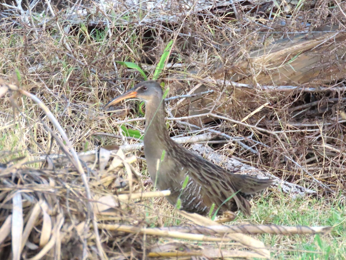 Clapper Rail - ML643143803