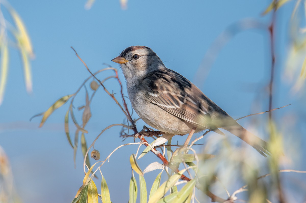 Bruant à couronne blanche - ML643143808
