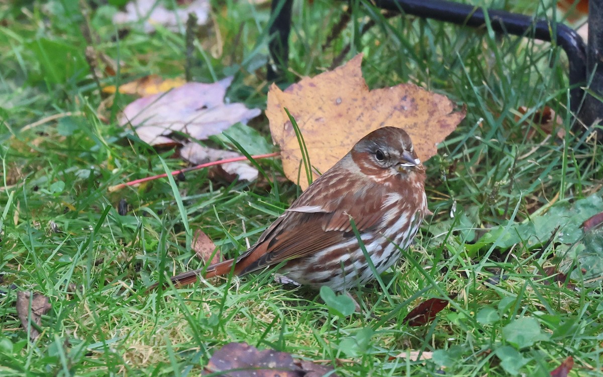 Fox Sparrow - ML643143812