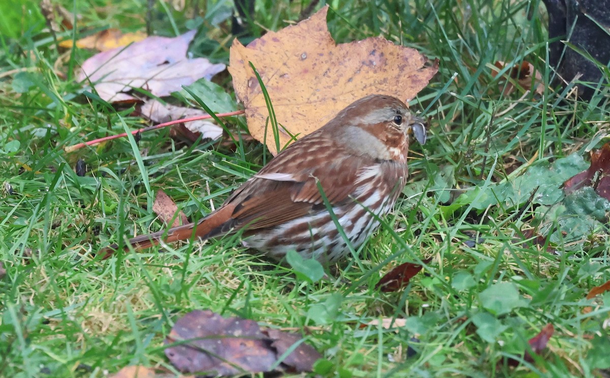 Fox Sparrow - ML643143833