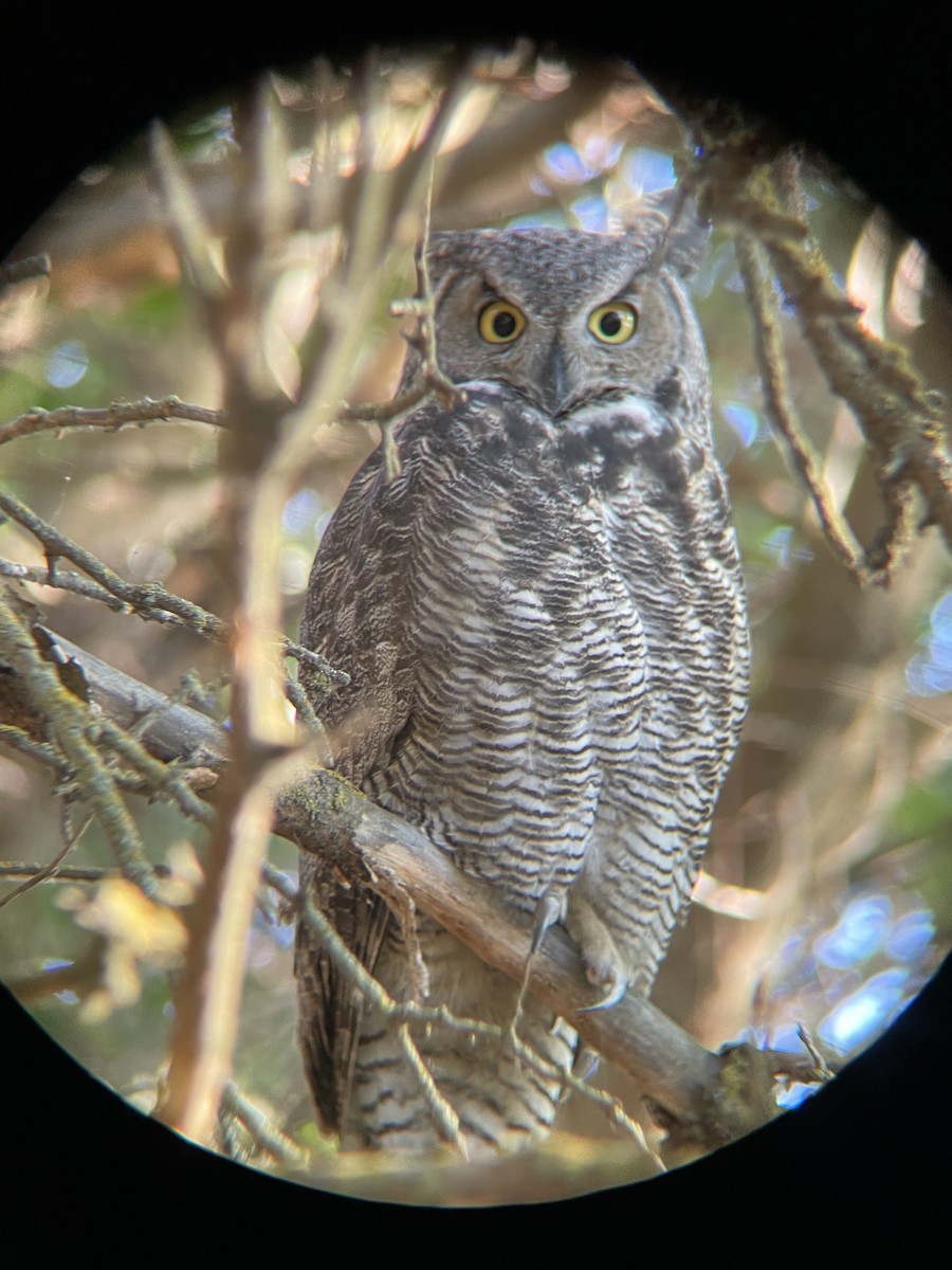Great Horned Owl - ML643143841