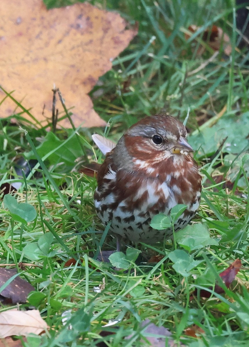 Fox Sparrow - ML643143843