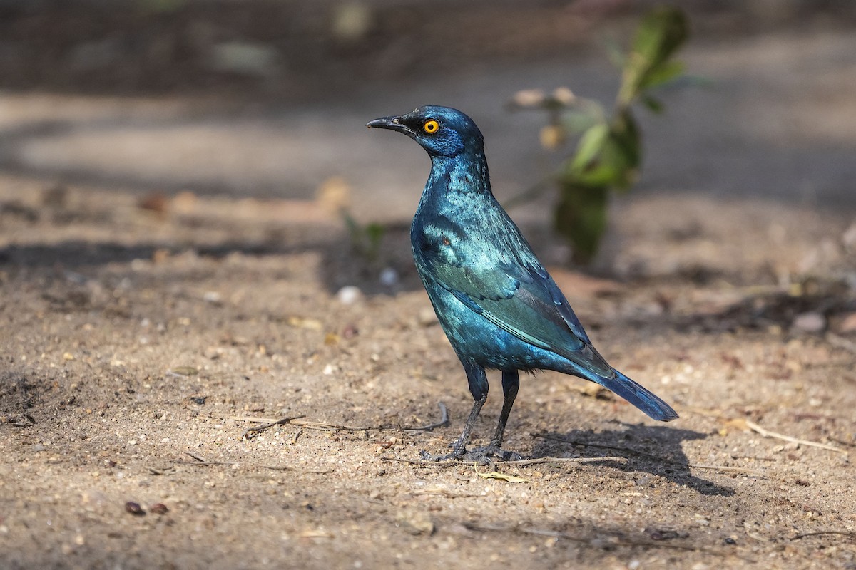 Cape Starling - ML643143844
