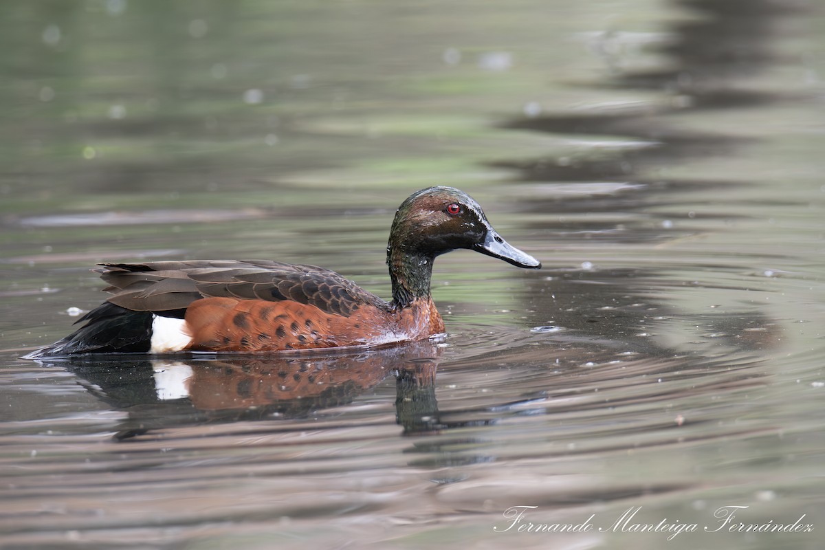 Chestnut Teal - ML643143857