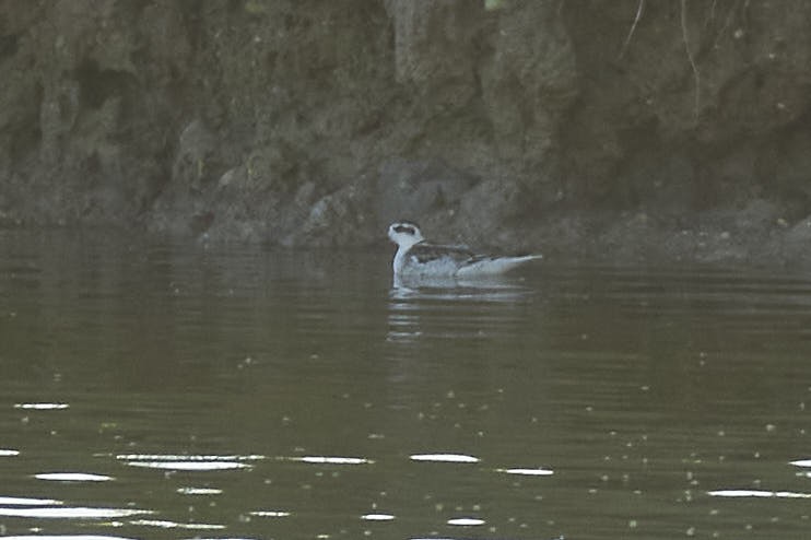 Red-necked Phalarope - ML643143860