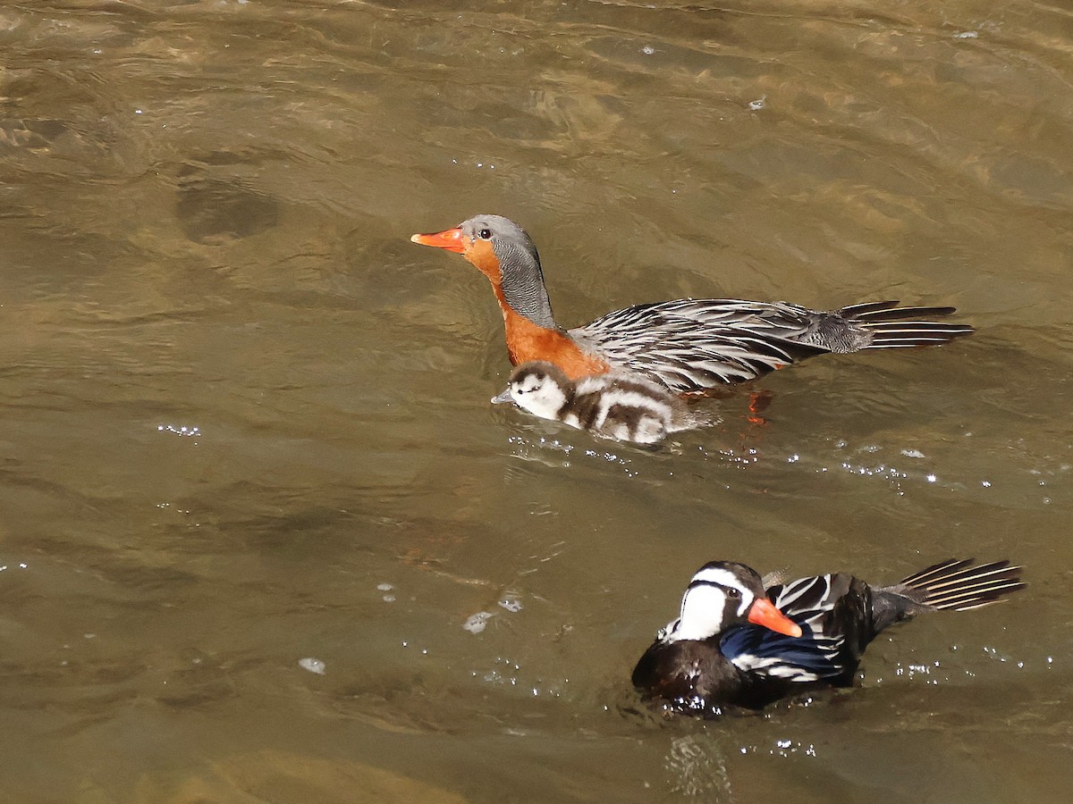 Torrent Duck - ML643143862