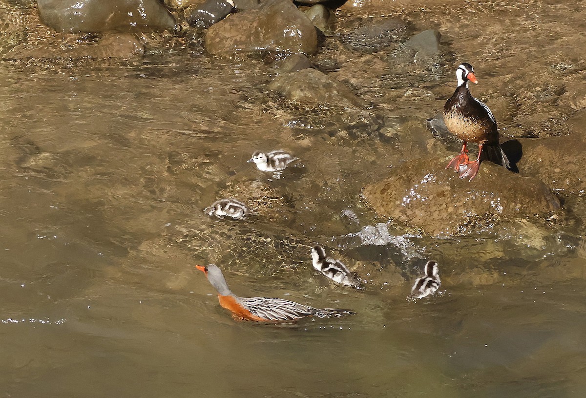 Torrent Duck - ML643143863