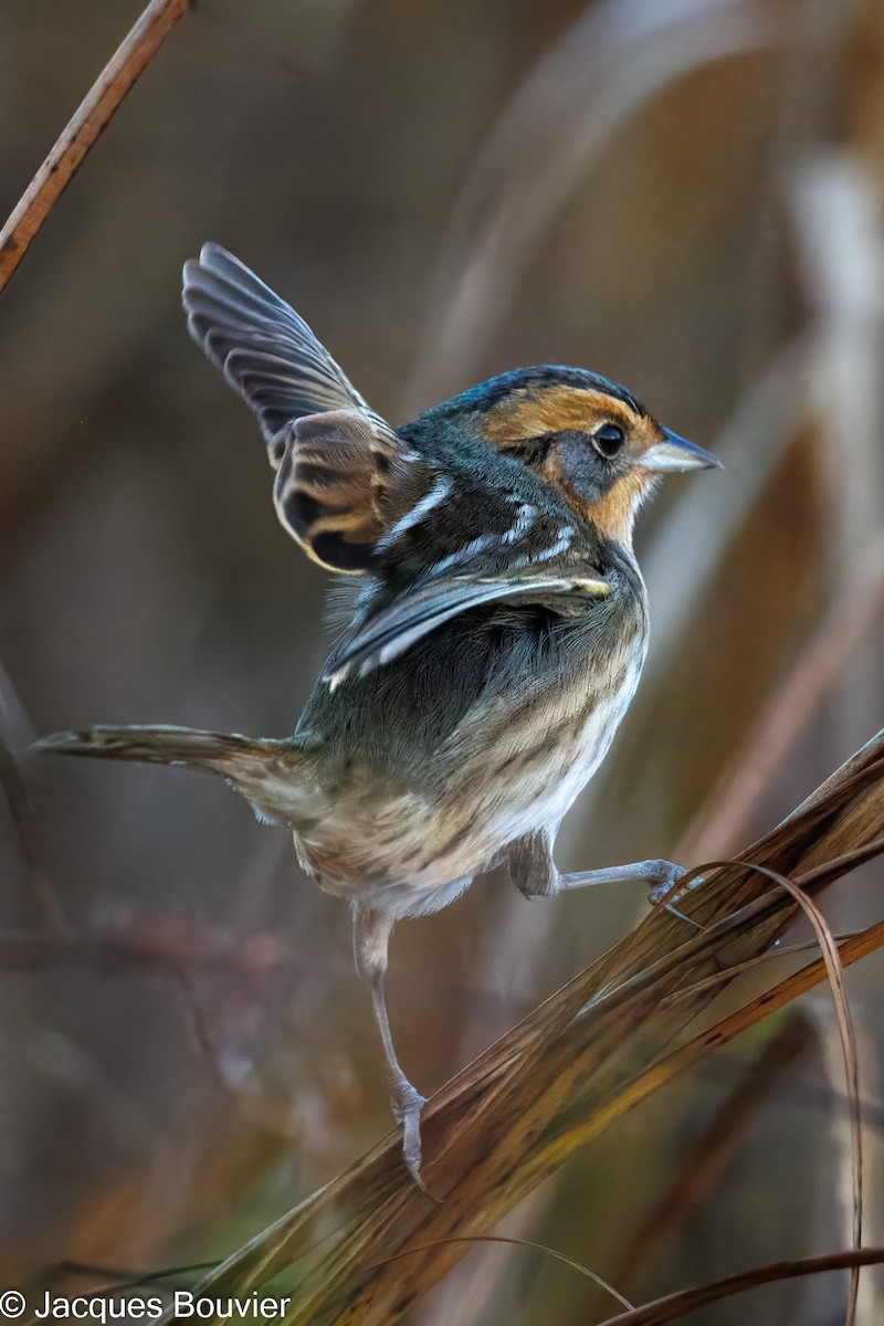 Nelson's Sparrow - ML643143904