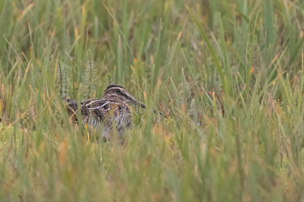 Common Snipe - ML643143915