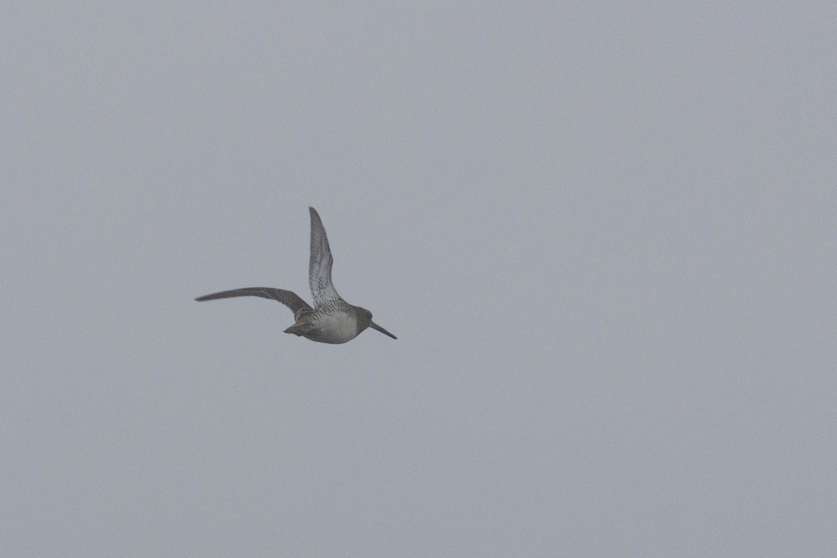Common Snipe - ML643143916