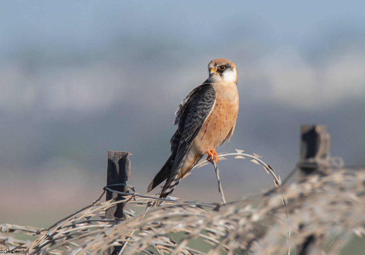 Red-footed Falcon - ML643143918