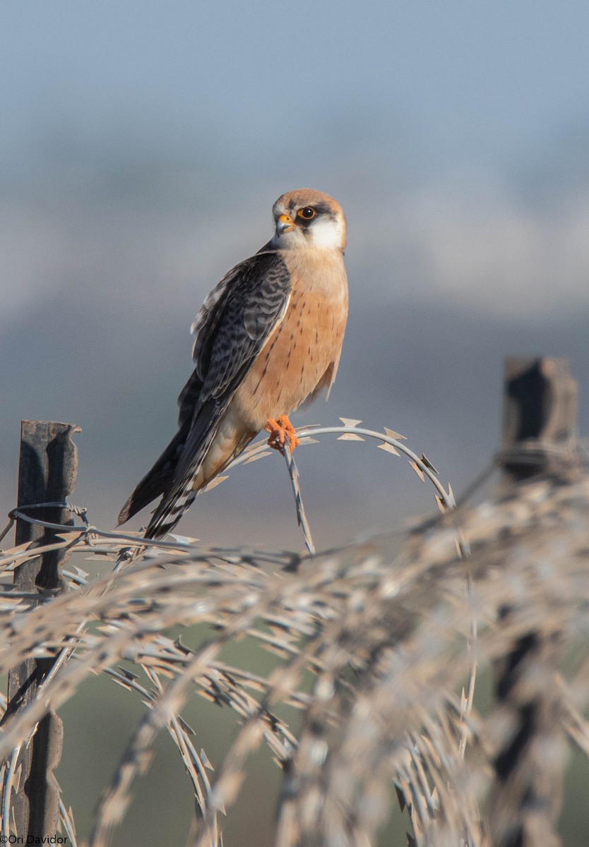 Red-footed Falcon - ML643143921