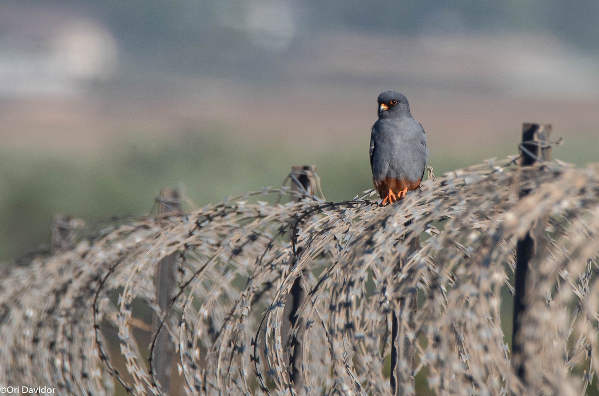 Red-footed Falcon - ML643143923