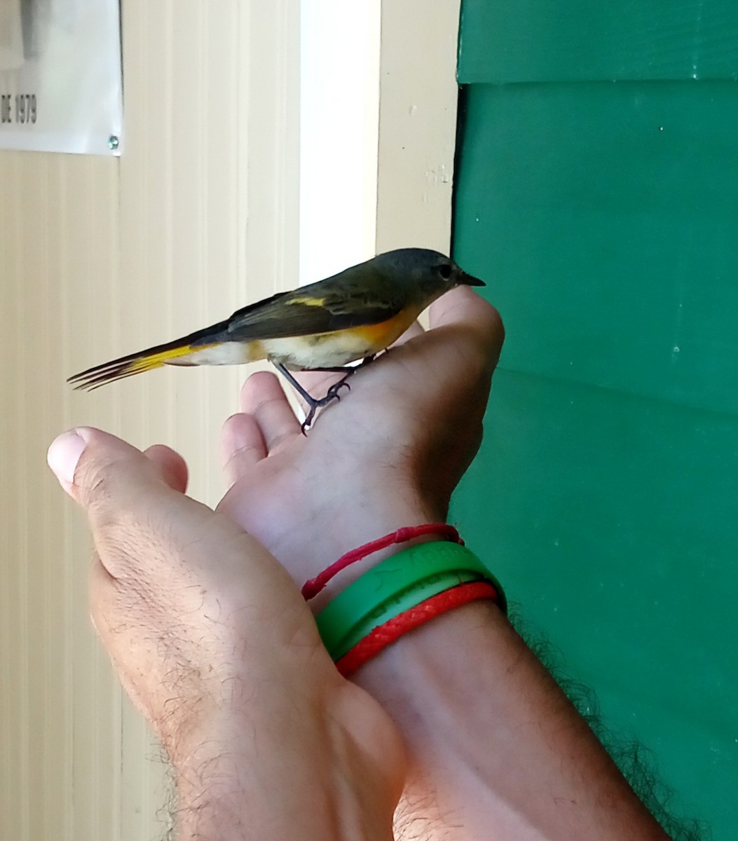 lesňáček lejsčí - ML643143928