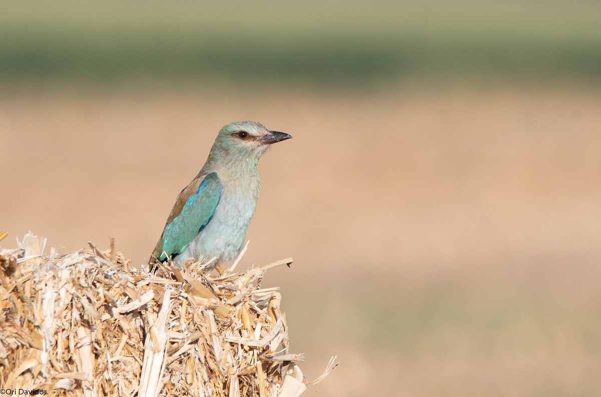 European Roller - ML643143938