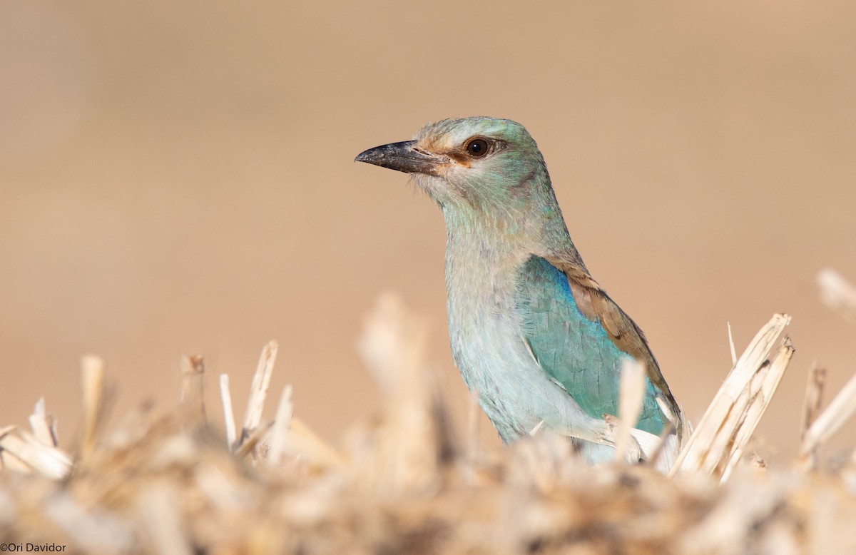 European Roller - ML643143942